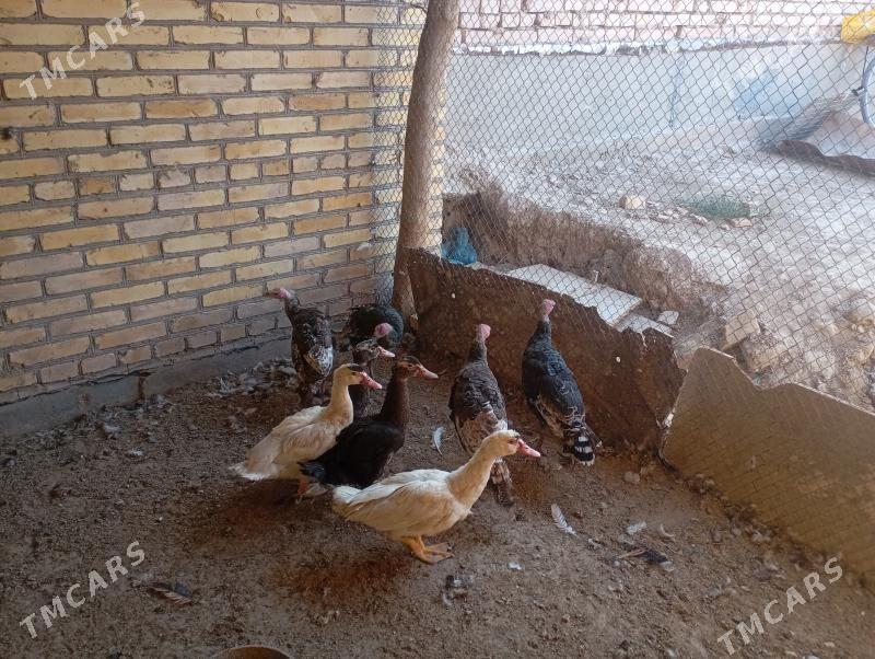 индюклар - Фарап - img 3