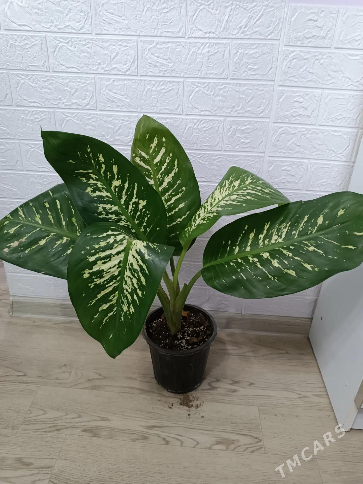 ДИФФЕНБАХИЯ - Aşgabat - img 1