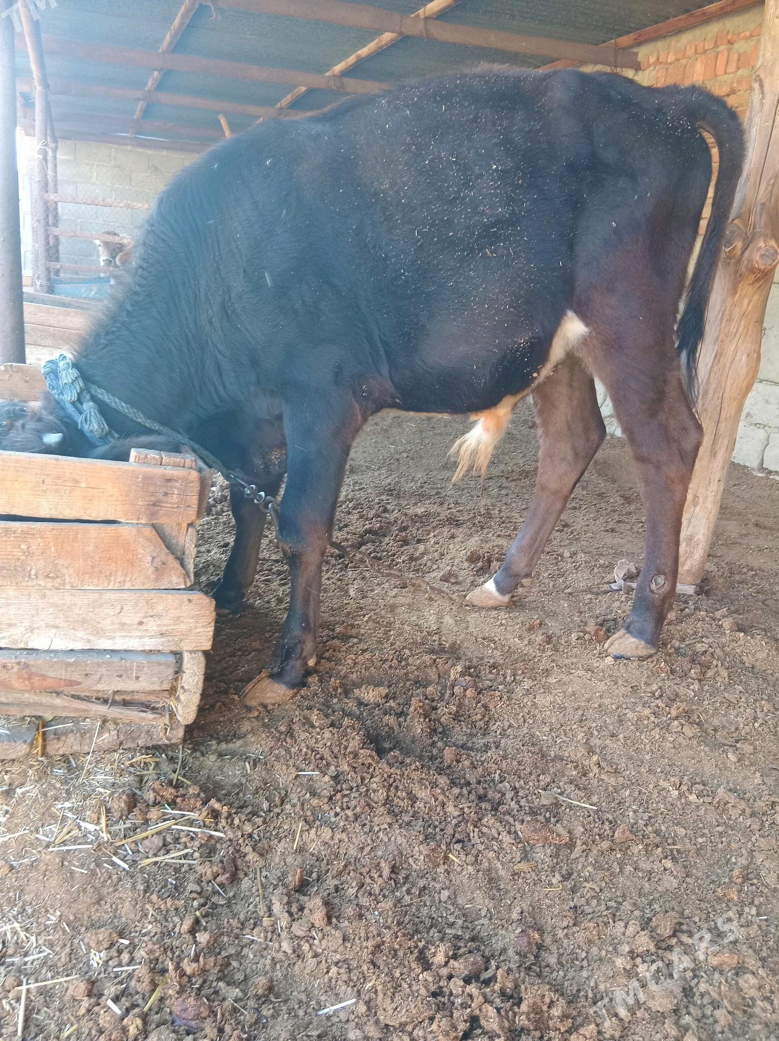 tohum öküz - Бахарден - img 1