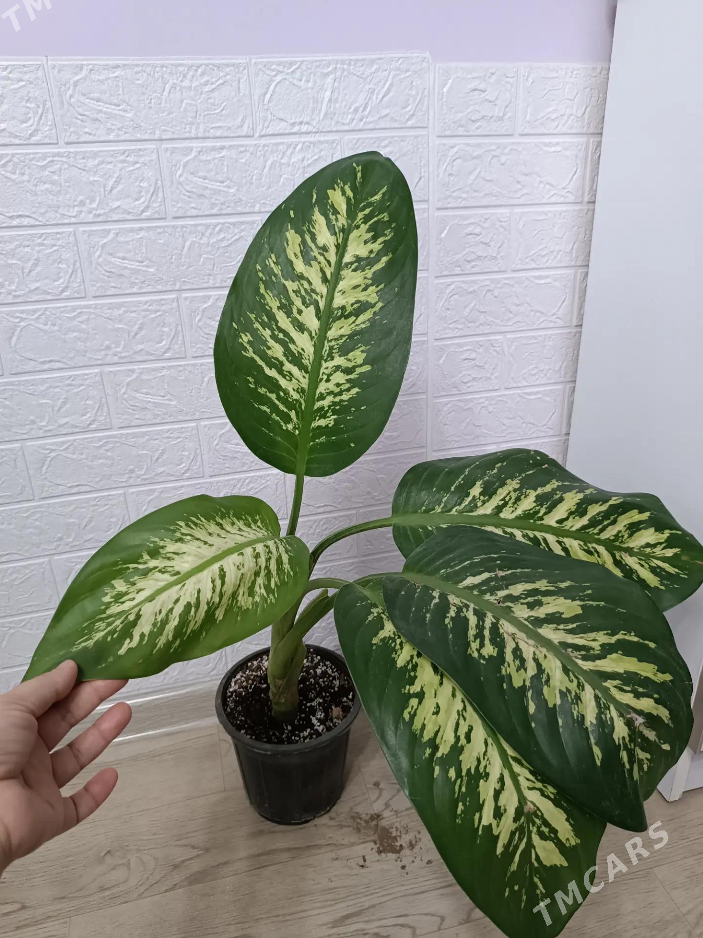 ДИФФЕНБАХИЯ - Aşgabat - img 2