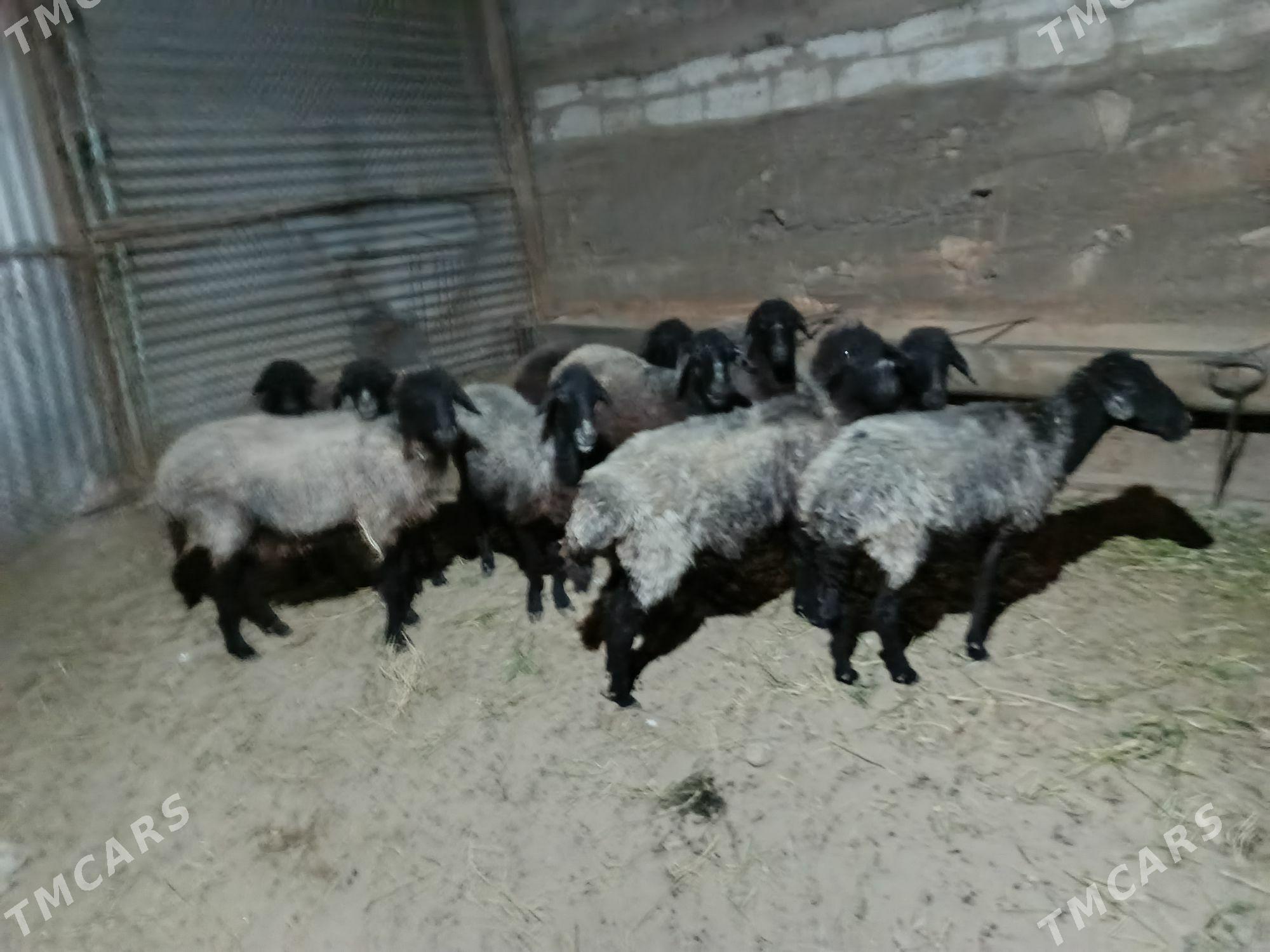 garaköl - Гызыларбат - img 2