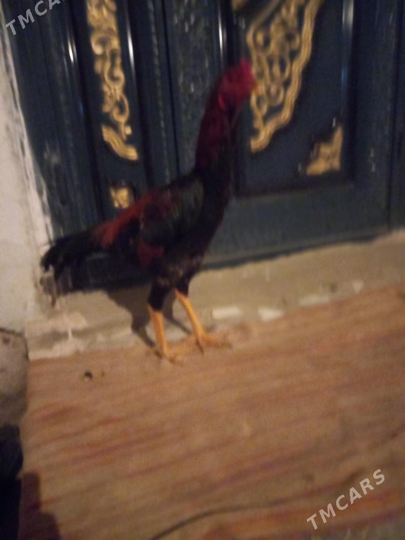 Bayes juja - Сакар - img 2