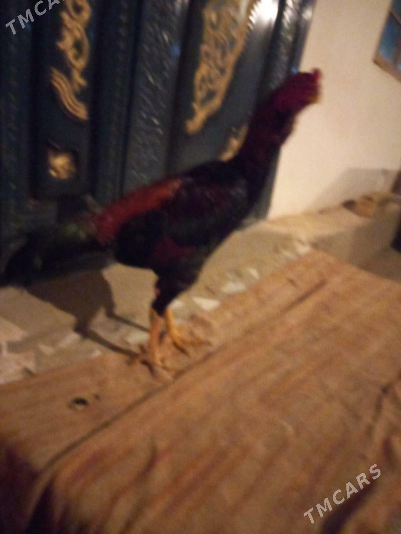 Bayes juja - Сакар - img 1