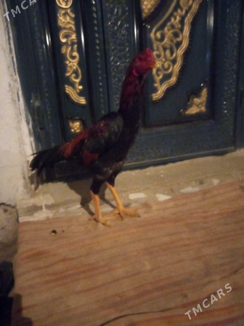 Bayes juja - Сакар - img 3