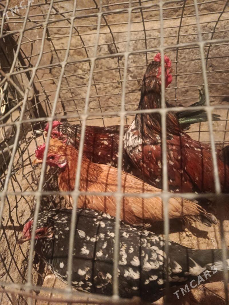 karlik - Tejen - img 5