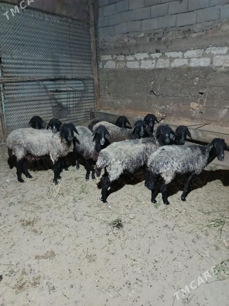 garaköl - Гызыларбат - img 1