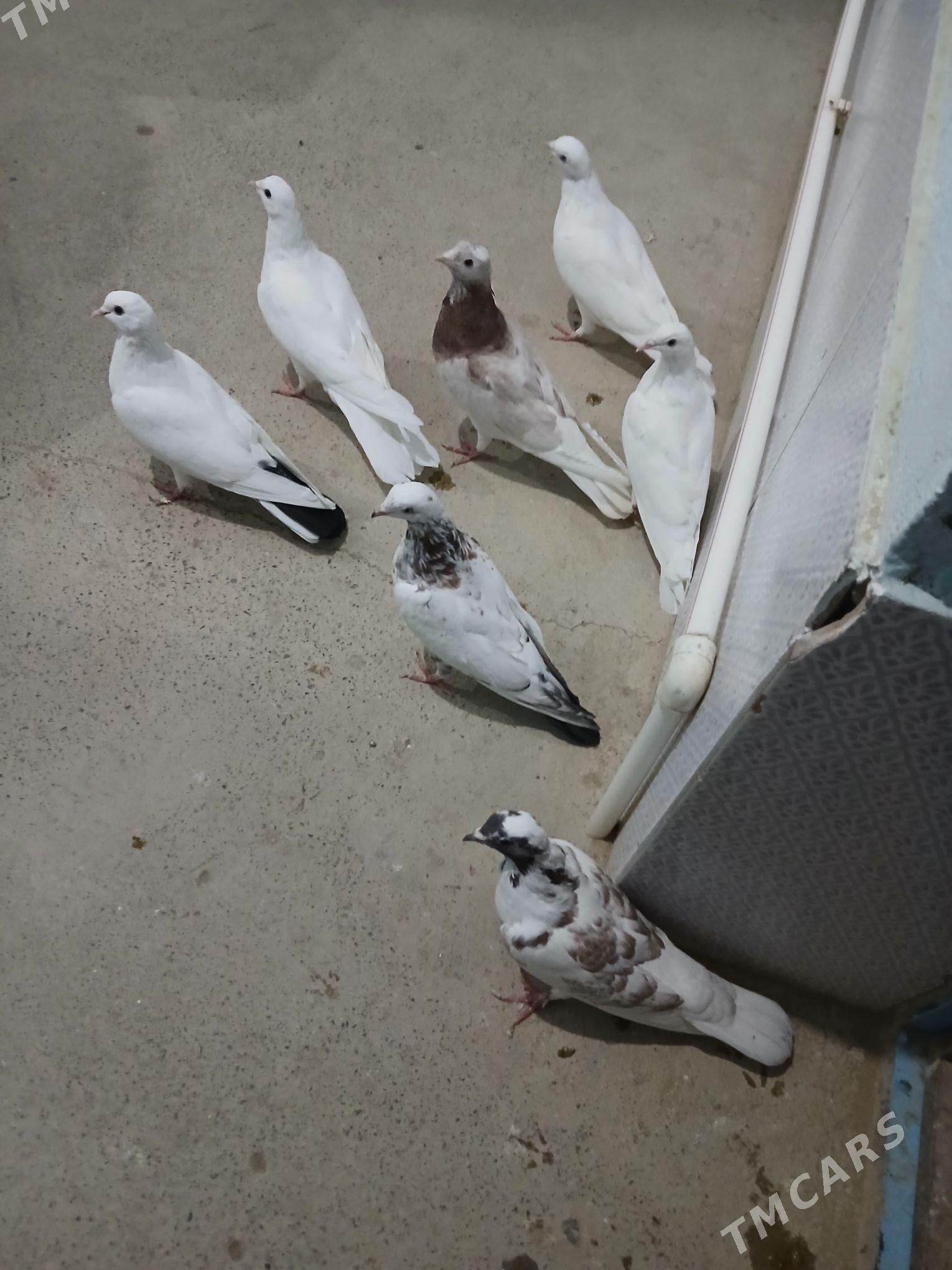 kepderi - Гызыларбат - img 3