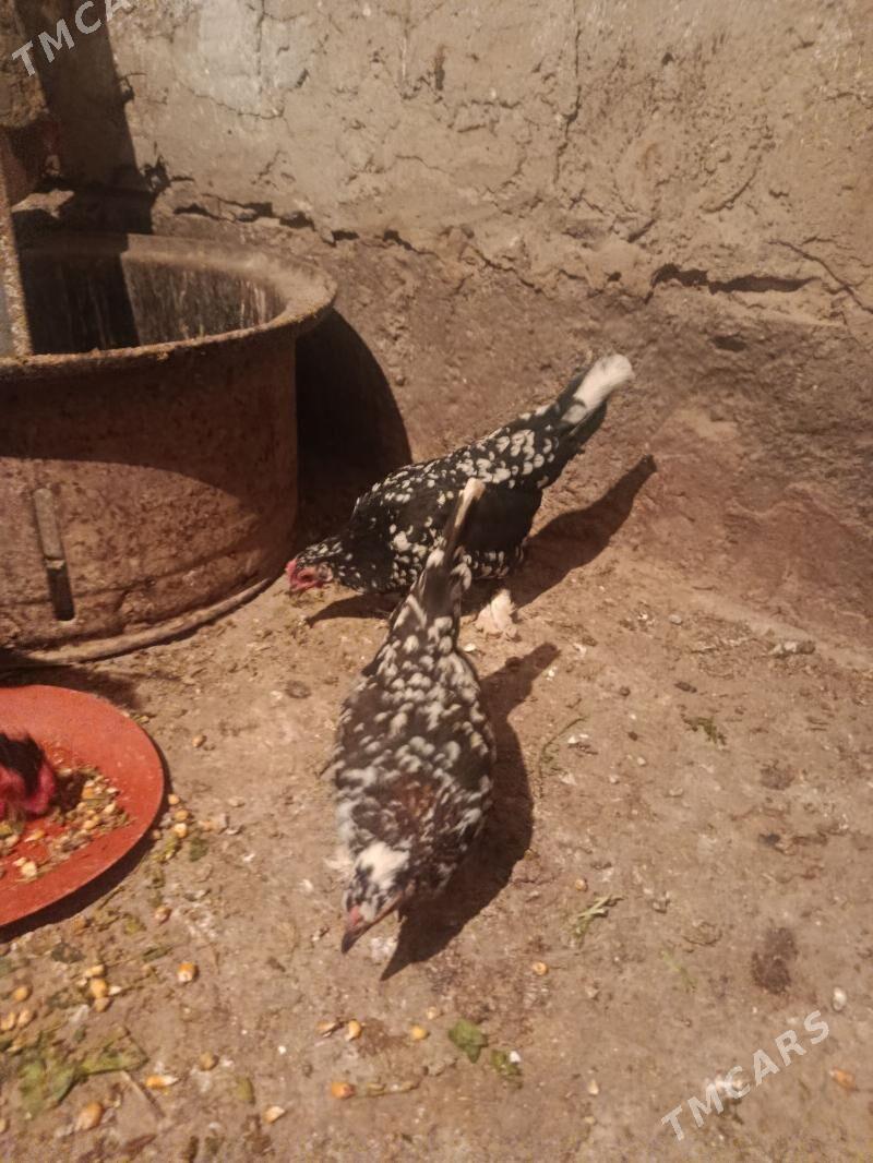 karlik - Tejen - img 7