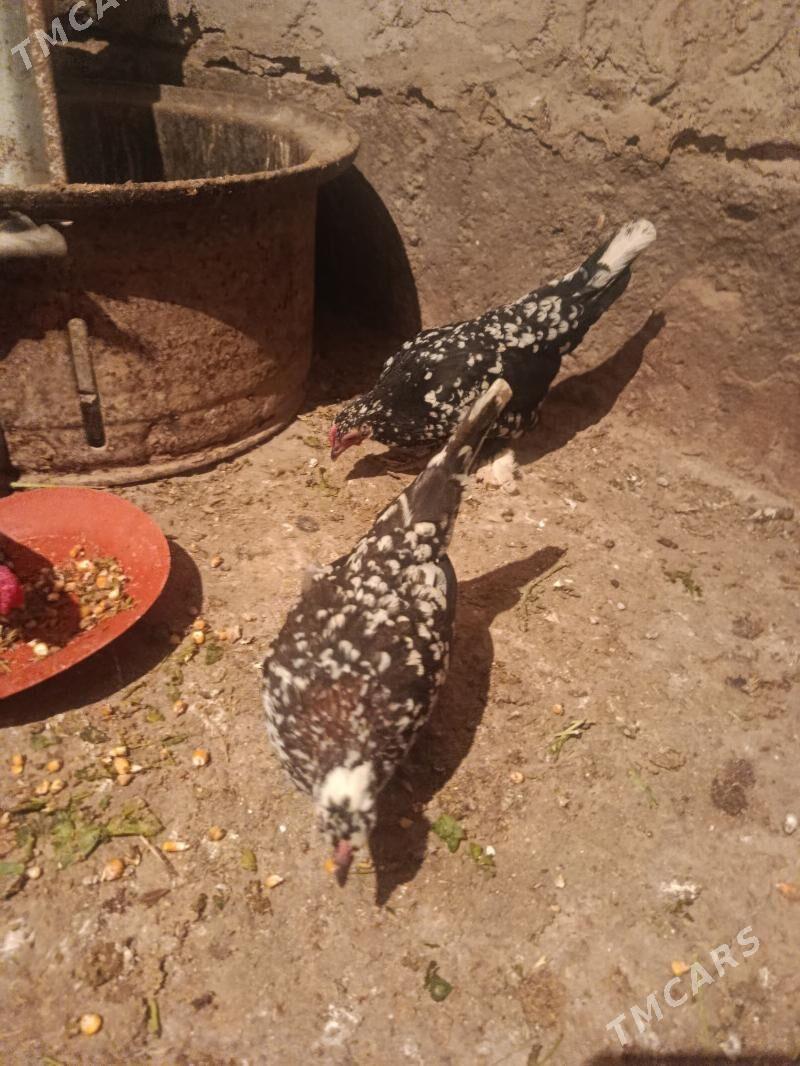 karlik - Tejen - img 6