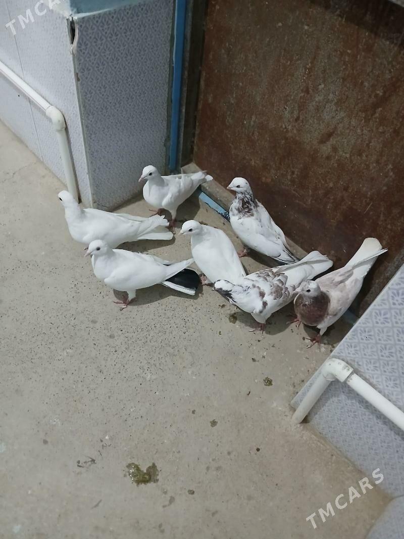 kepderi - Гызыларбат - img 1