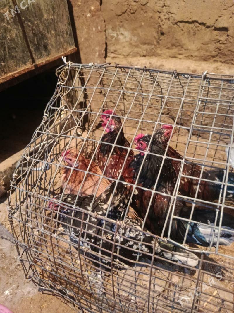 karlik - Tejen - img 4