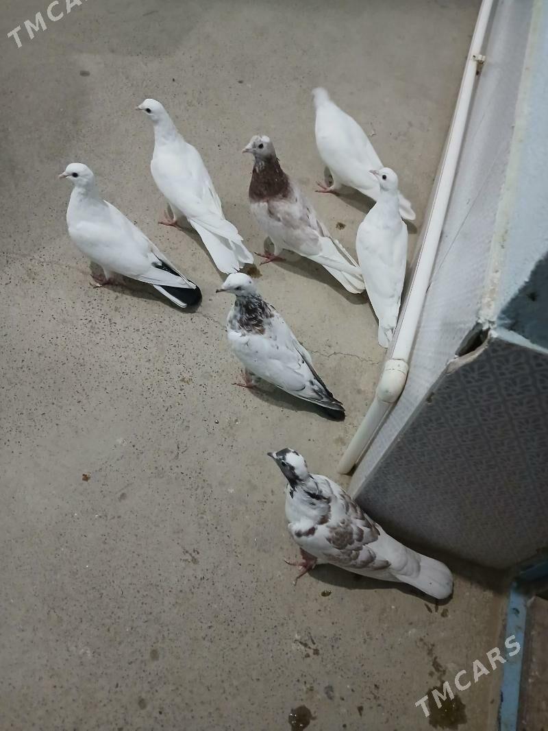 kepderi - Гызыларбат - img 2