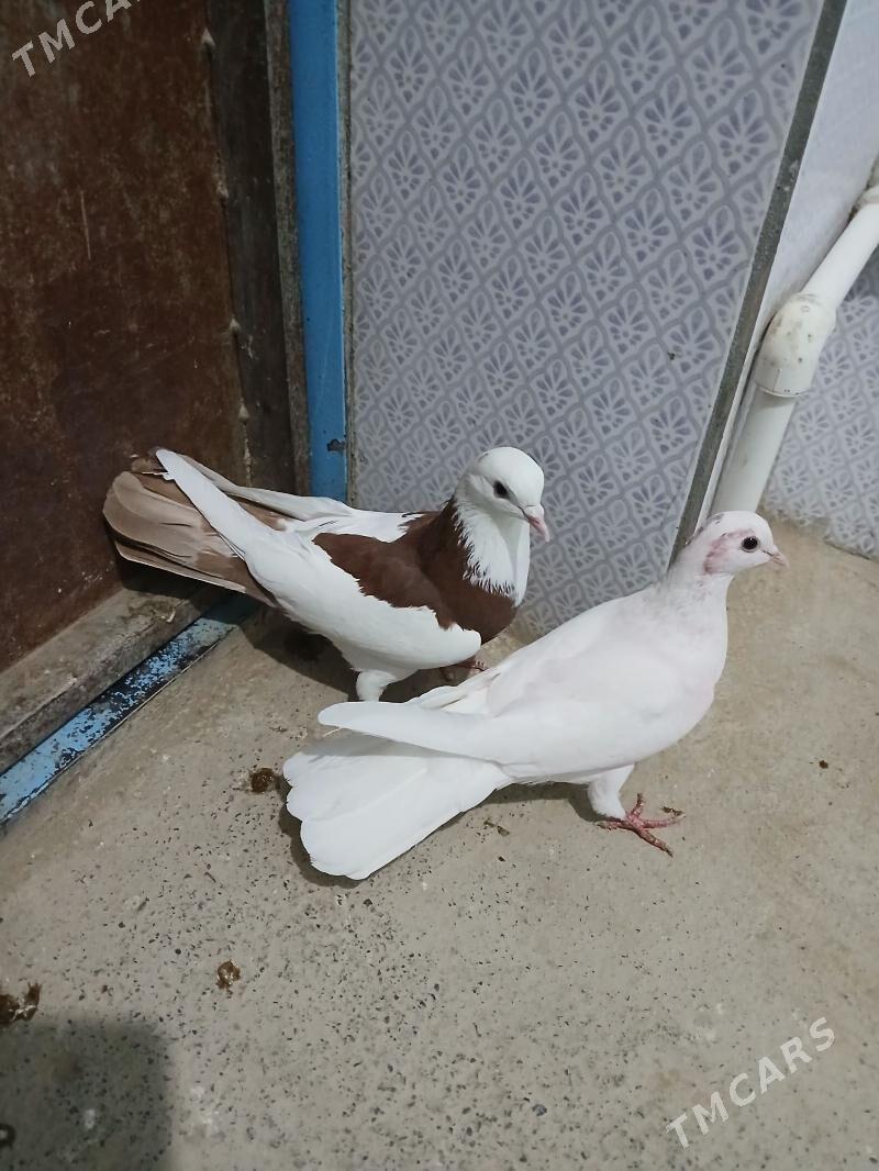 kepderi - Gyzylarbat - img 1