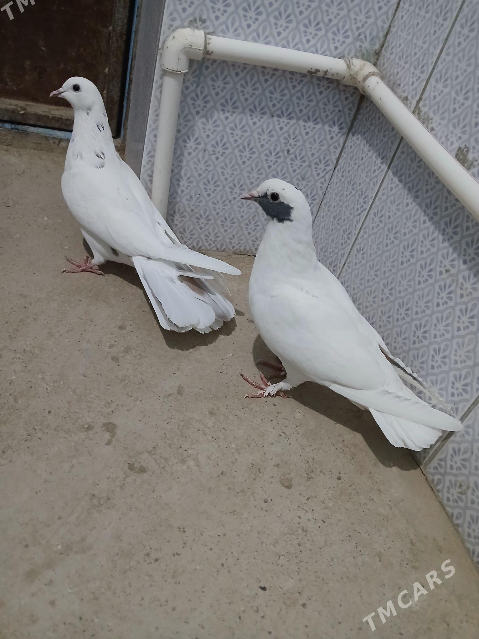 kepderi - Gyzylarbat - img 2