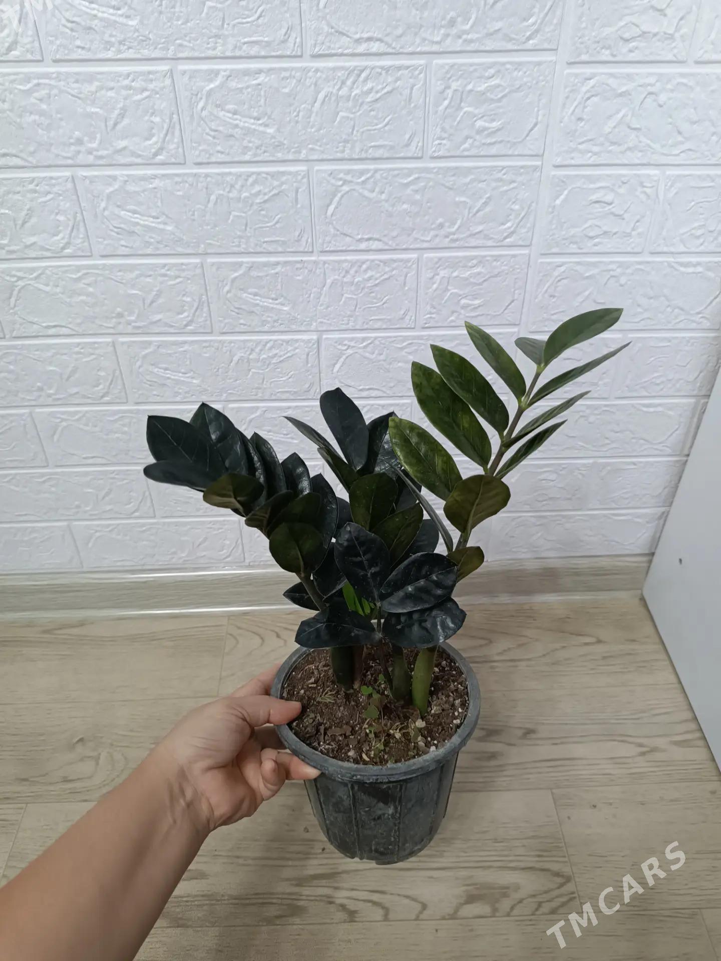 ЗАМИОКУЛЬКАС - Aşgabat - img 2