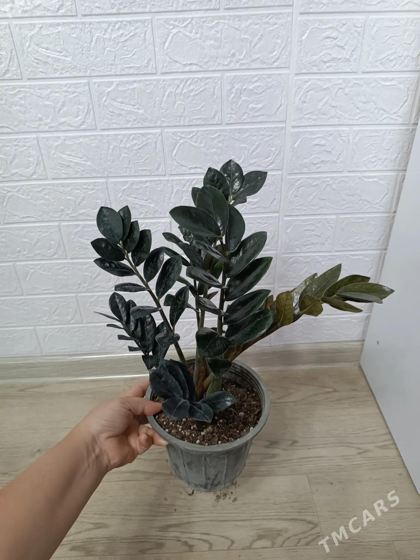 ЗАМИОКУЛЬКАС - Aşgabat - img 1