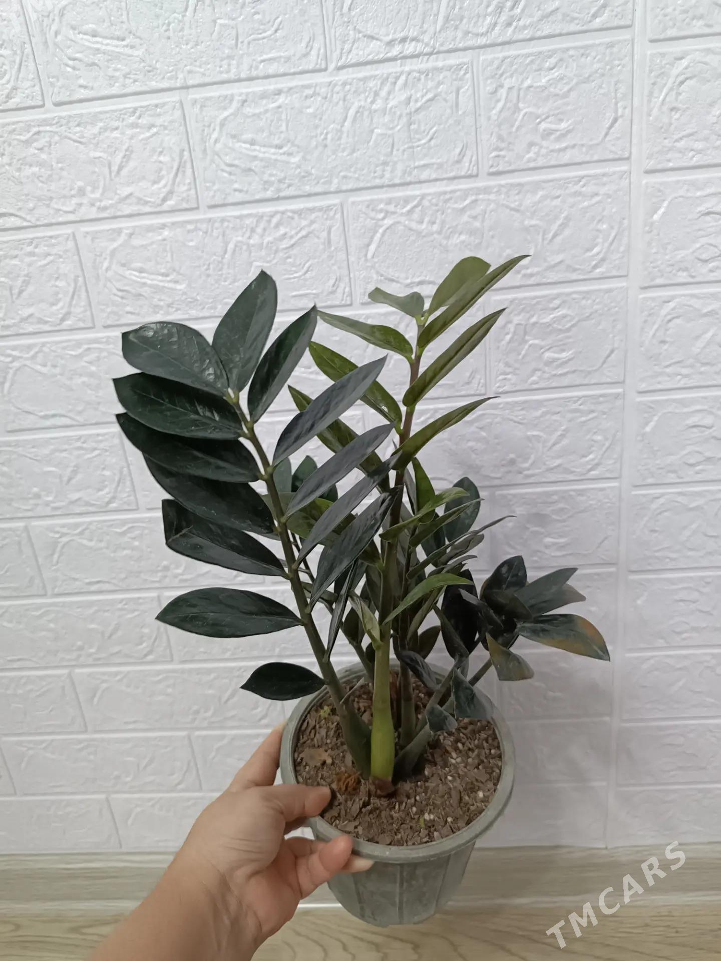 ЗАМИОКУЛЬКАС - Aşgabat - img 3