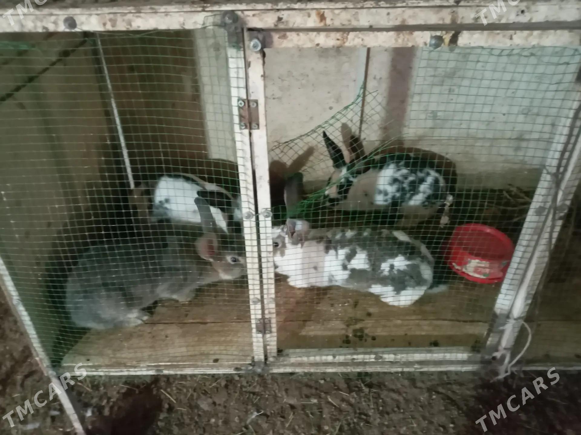 Gigant towsan - Mary - img 2