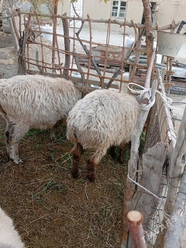 goýun - Bäherden - img 1