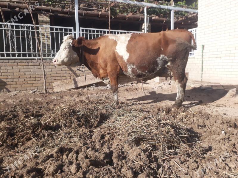 Simental sygyr - Kerki - img 1