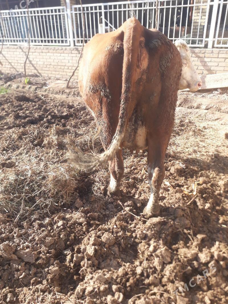 Simental sygyr - Kerki - img 5