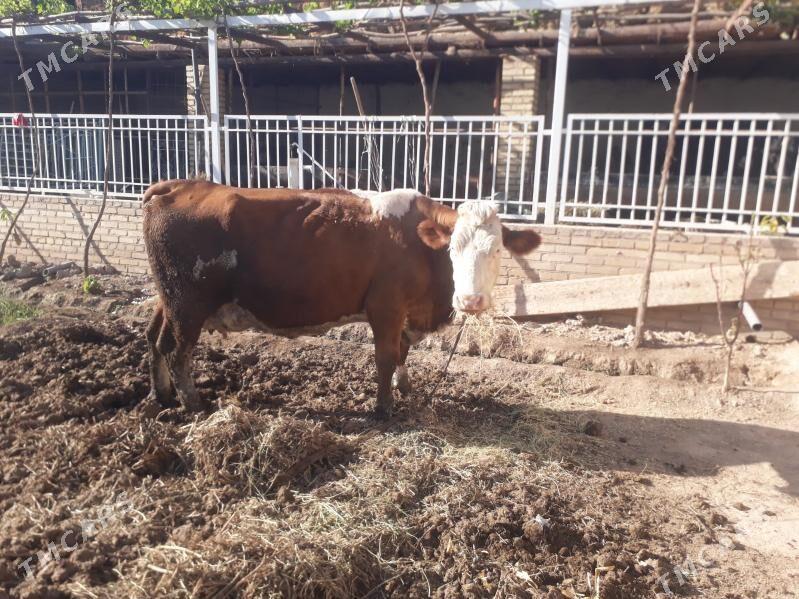 Simental sygyr - Kerki - img 3