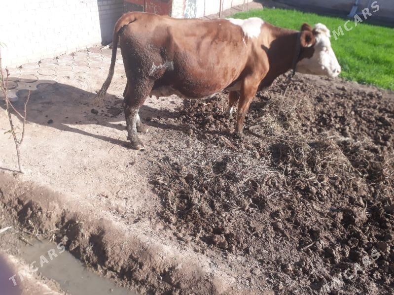 Simental sygyr - Kerki - img 2