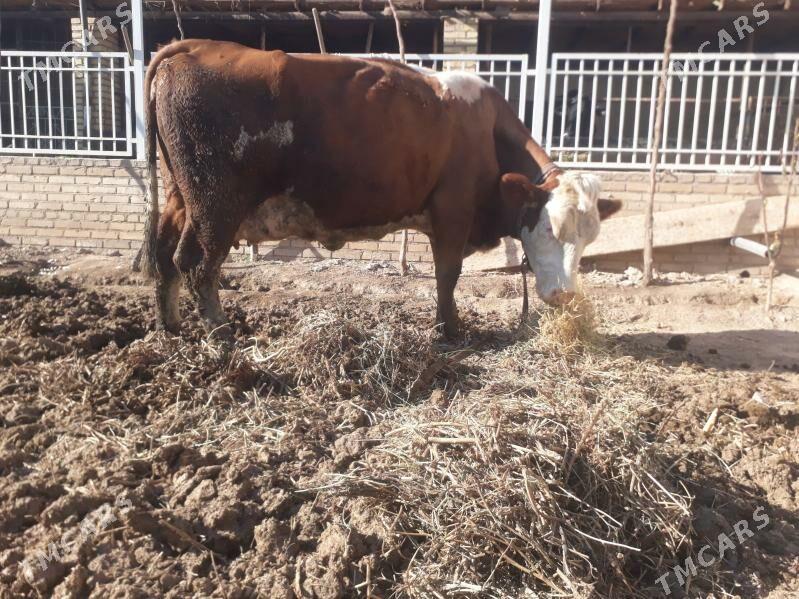 Simental sygyr - Kerki - img 4