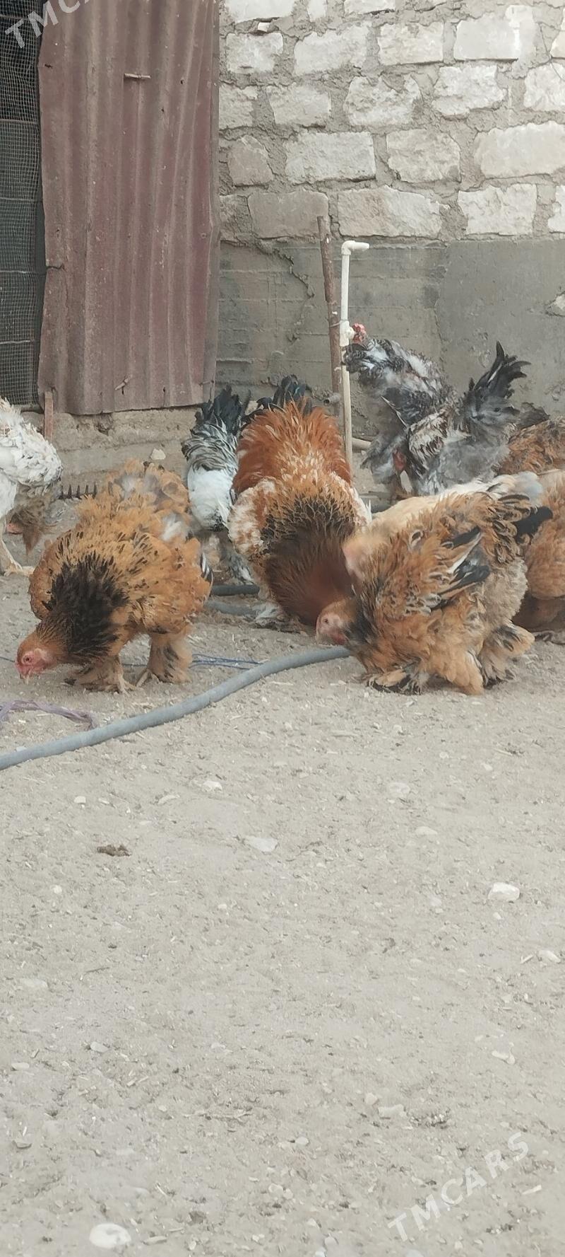 brama - Гумдаг - img 3