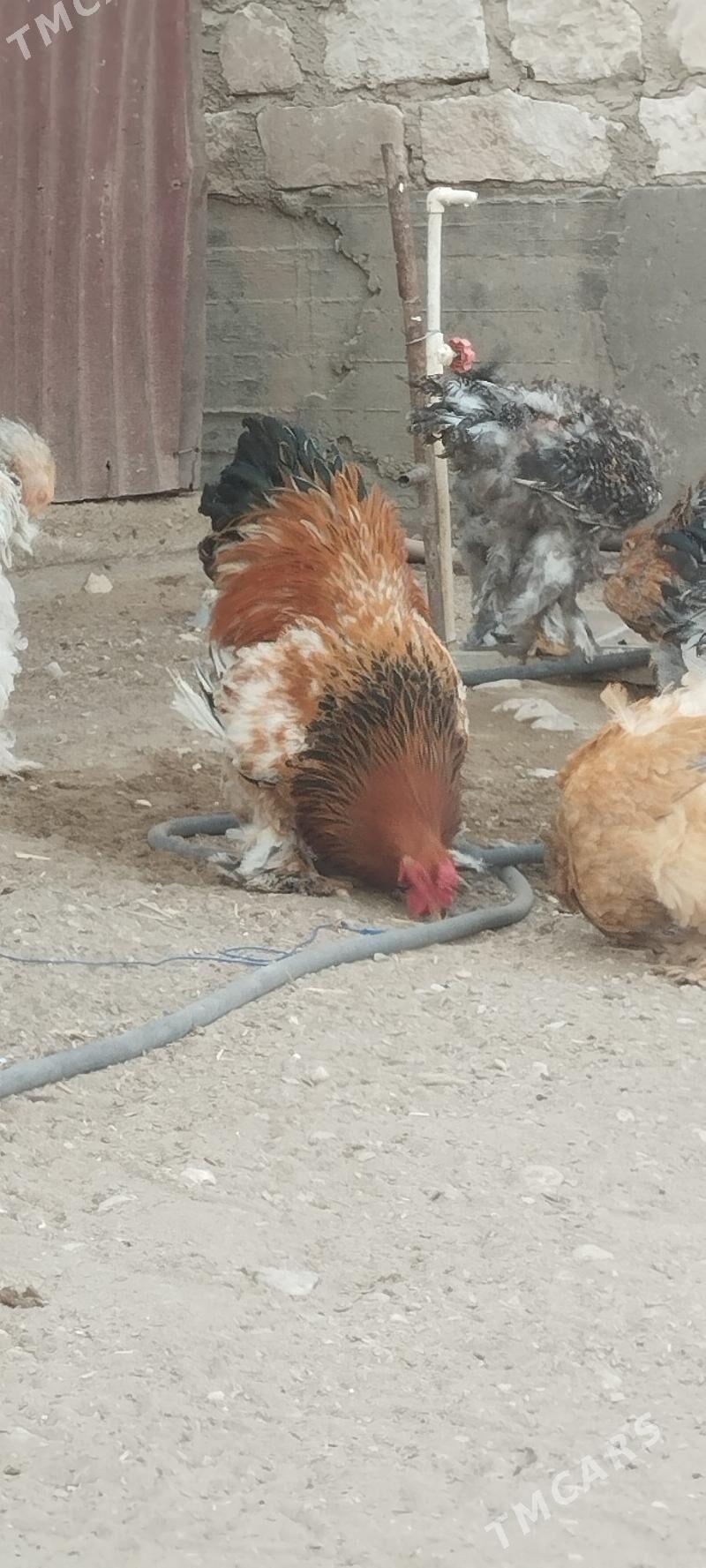 brama - Гумдаг - img 2