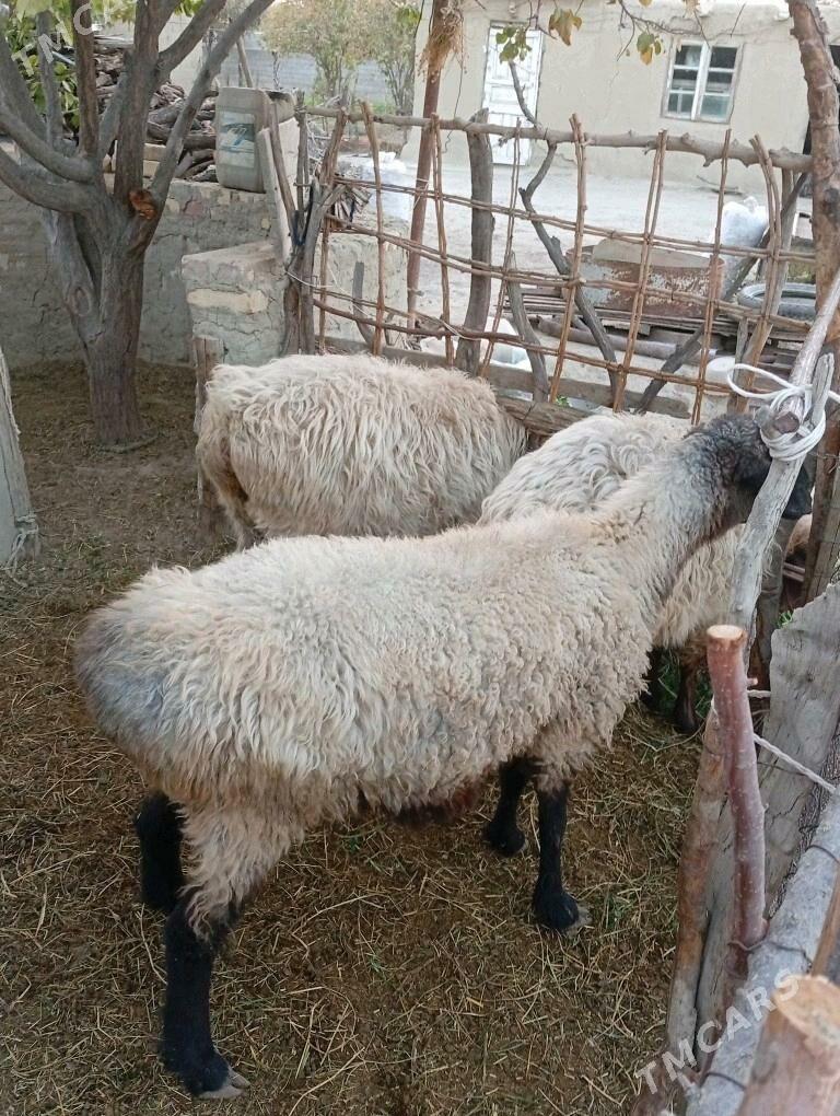 goýun - Bäherden - img 3