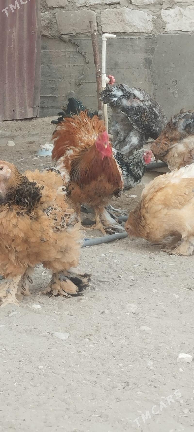 brama - Гумдаг - img 1