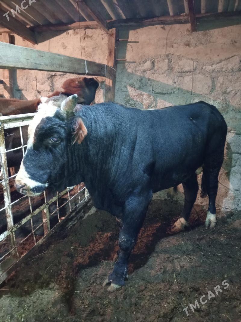 Okuz - Ашхабад - img 2