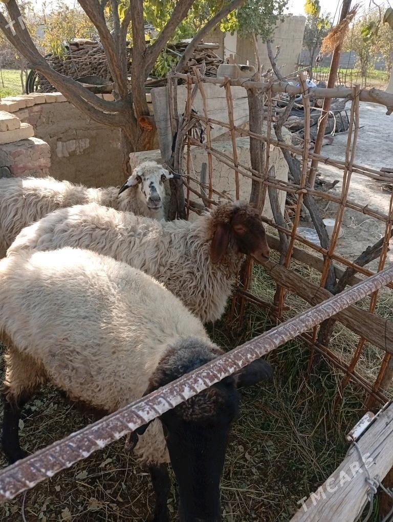 goýun - Bäherden - img 2