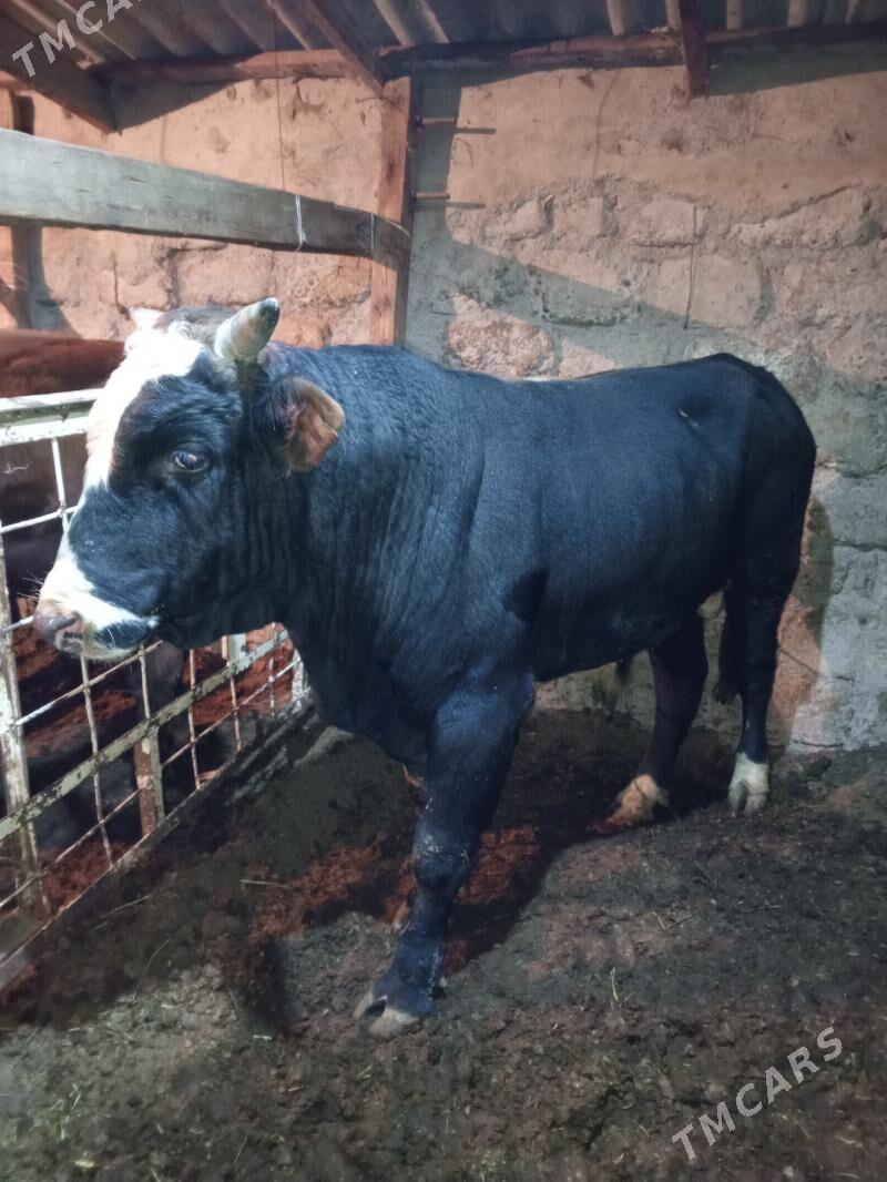 Okuz - Ашхабад - img 1