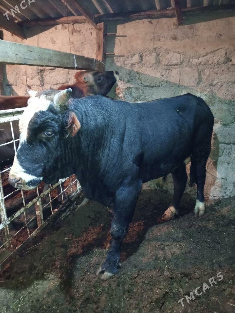 Okuz - Ашхабад - img 4