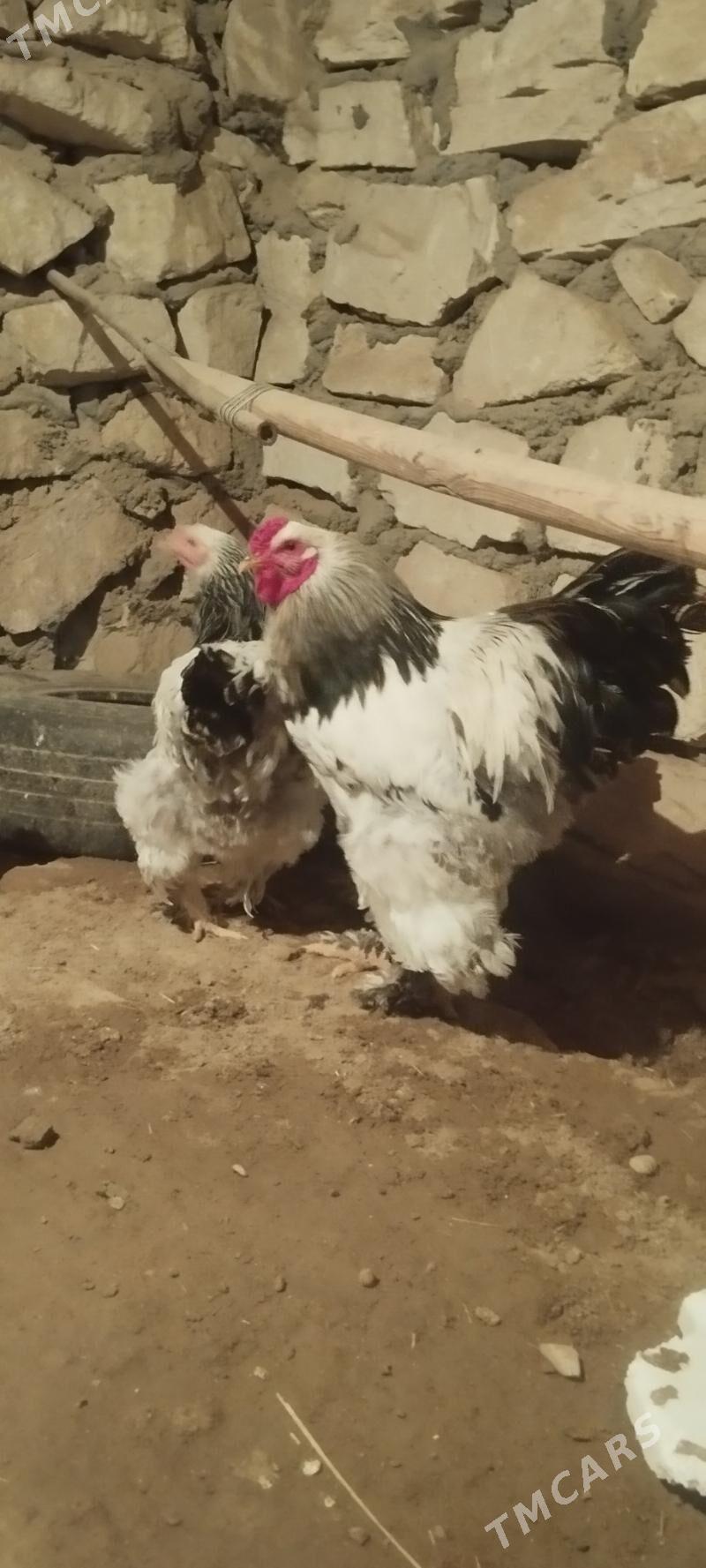 brama - Гумдаг - img 4