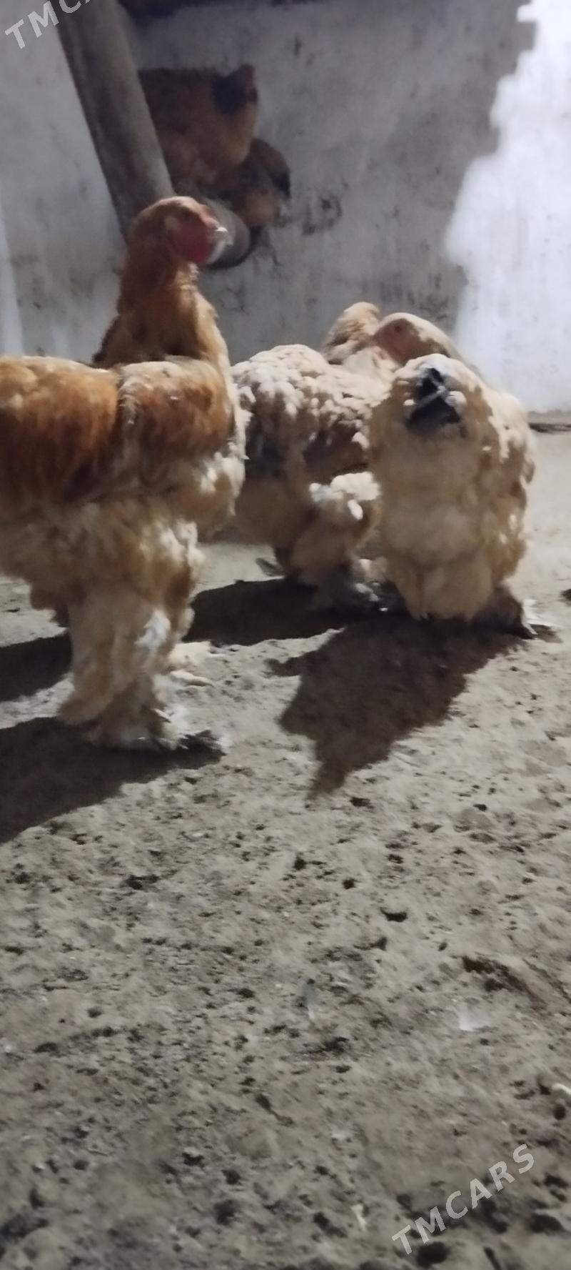 brama - Гумдаг - img 6