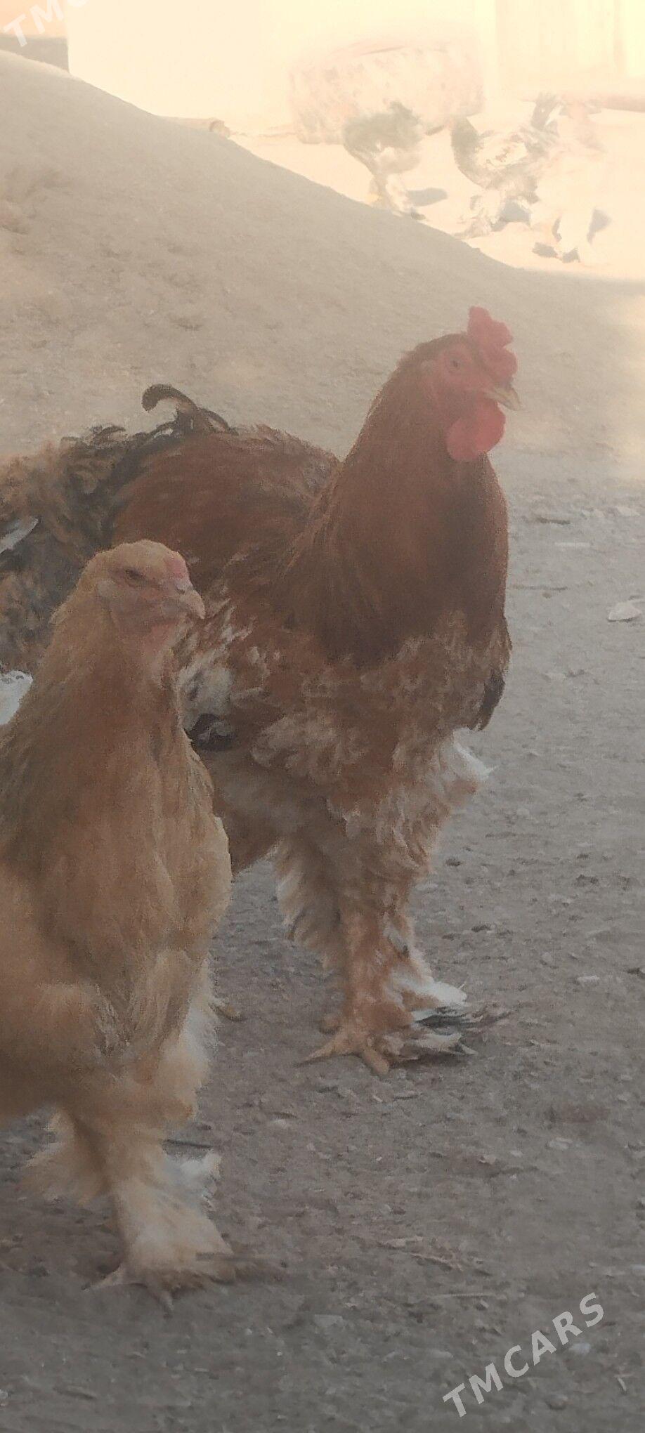 brama - Гумдаг - img 5