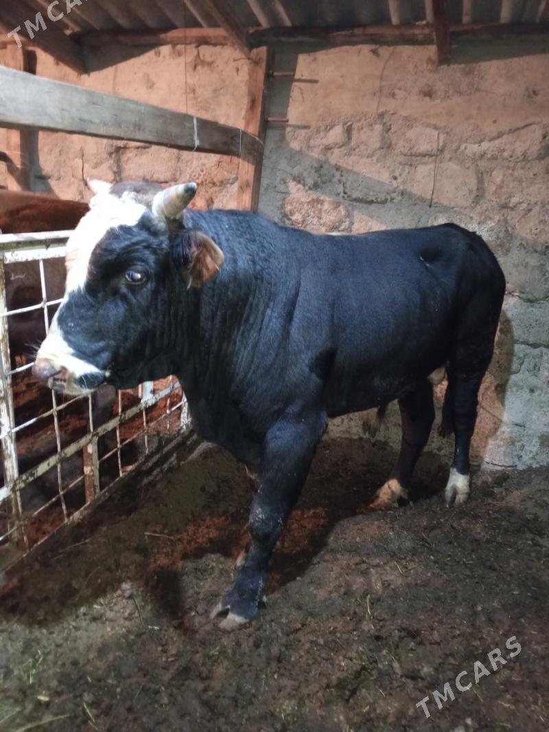 Okuz - Ашхабад - img 3