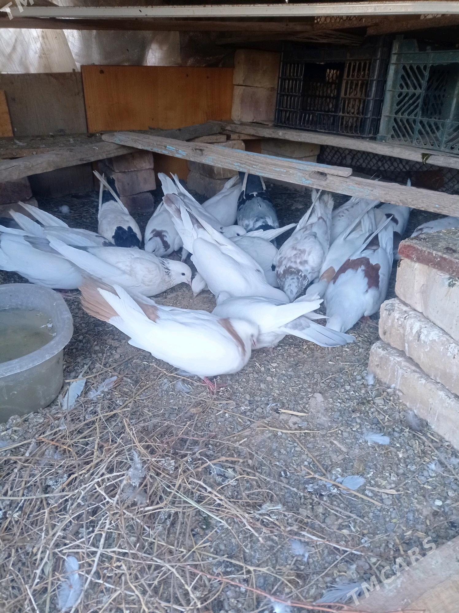 kepderi - Теджен - img 8