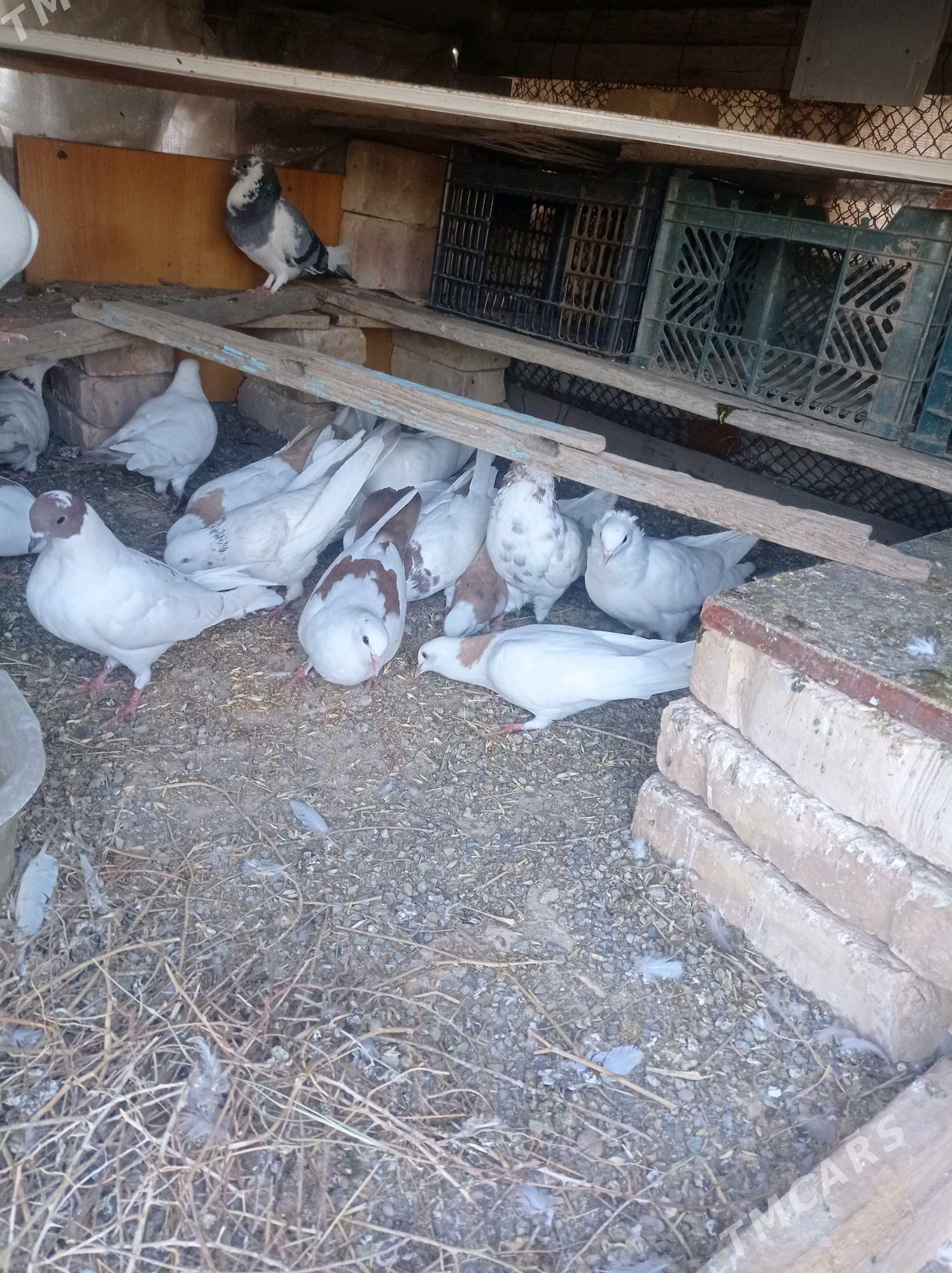 kepderi - Теджен - img 6