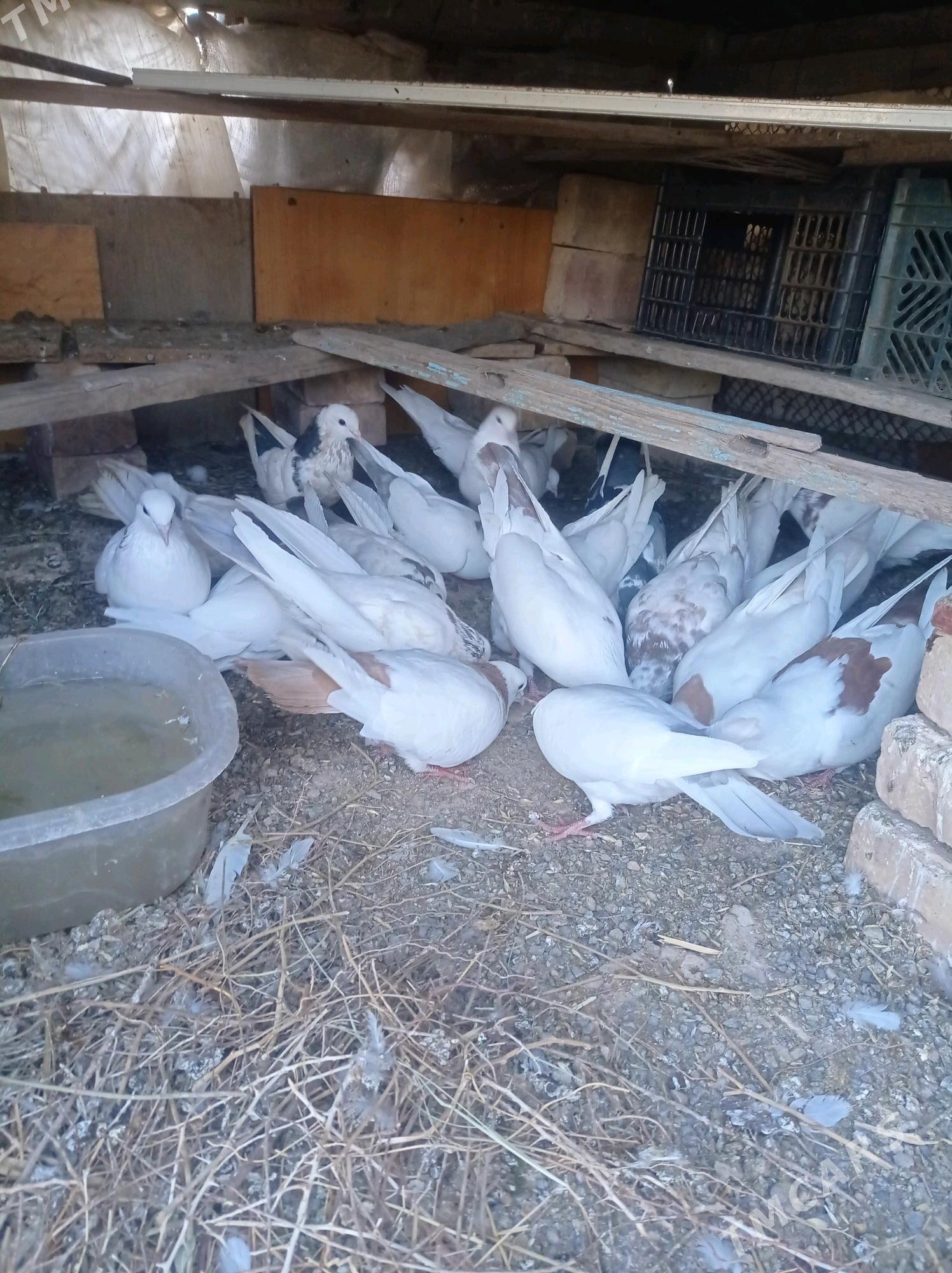 kepderi - Теджен - img 3