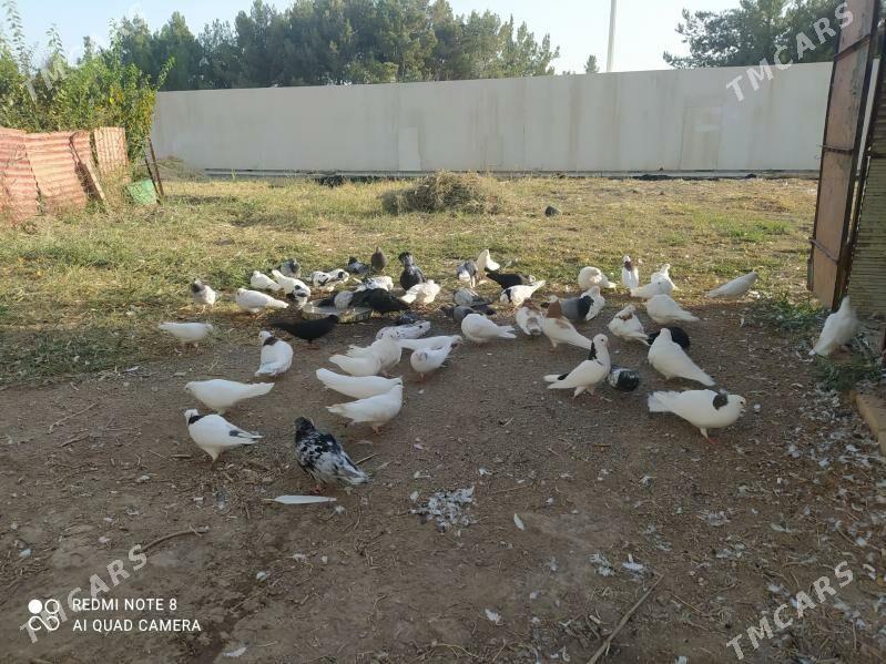 kepter - Türkmenabat - img 2