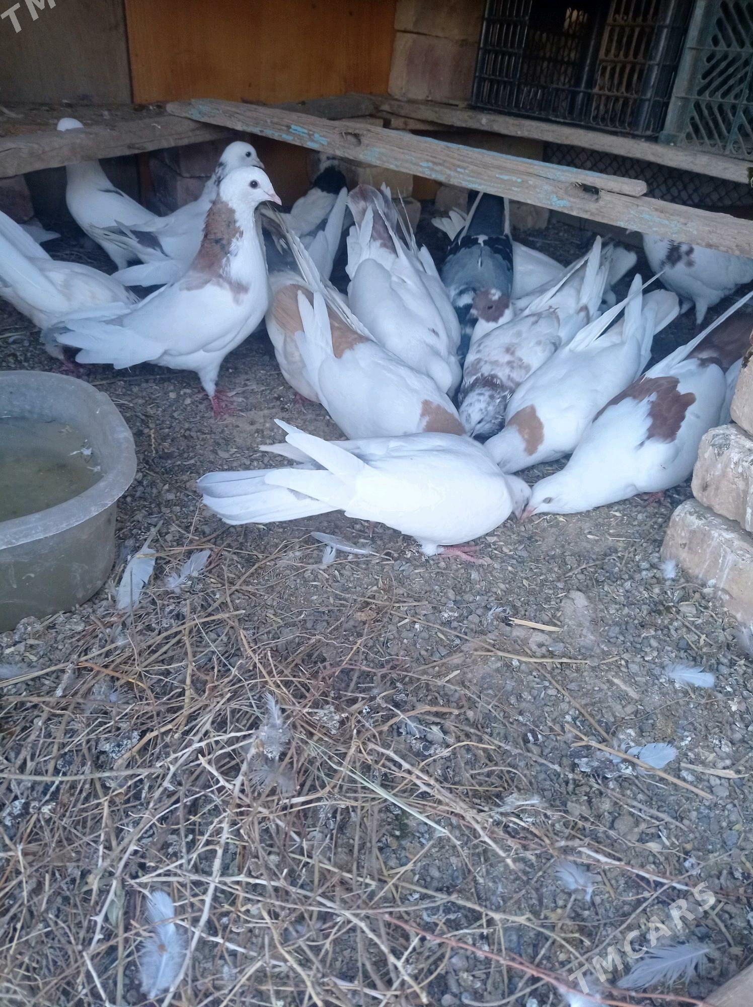 kepderi - Теджен - img 7