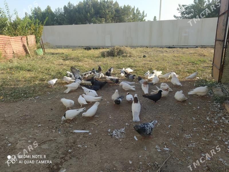 kepter - Türkmenabat - img 3