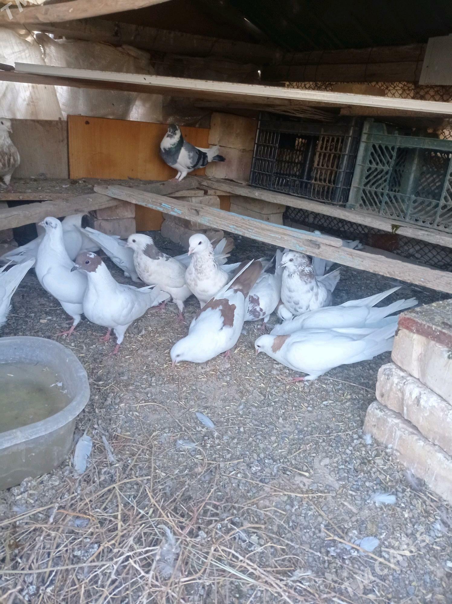 kepderi - Теджен - img 4