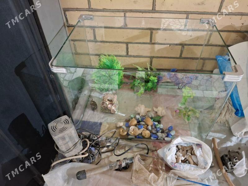 Аквариум - Türkmenabat - img 2