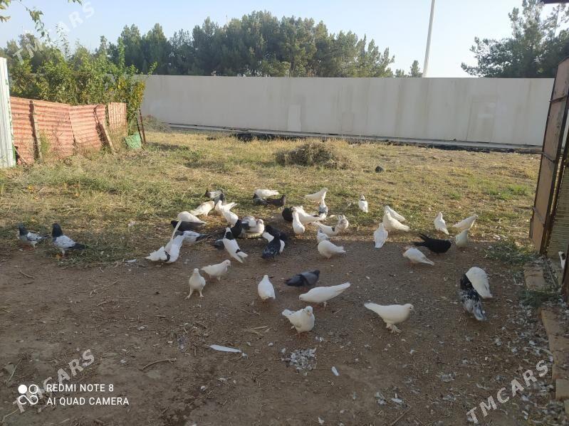 kepter - Türkmenabat - img 1