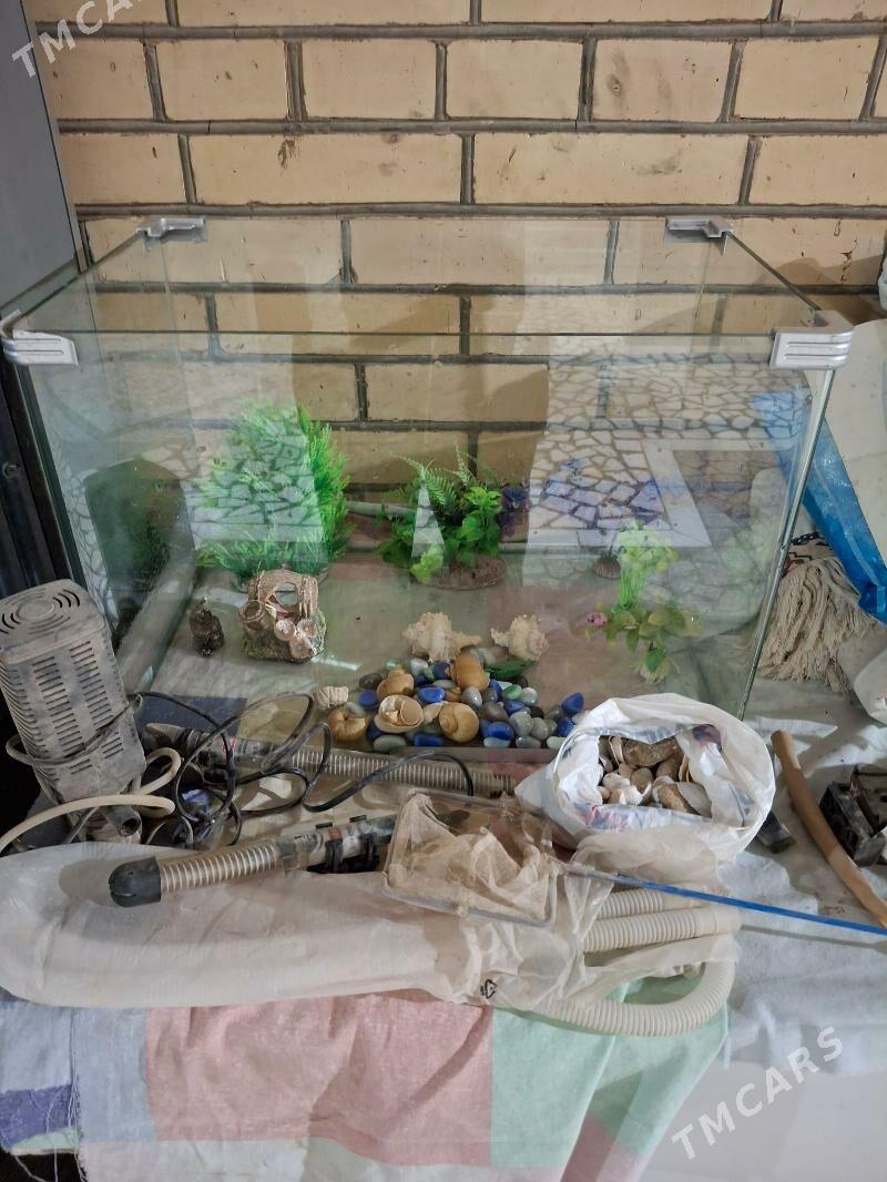 Аквариум - Türkmenabat - img 1